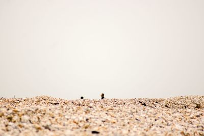 Close-up of ant on the beach