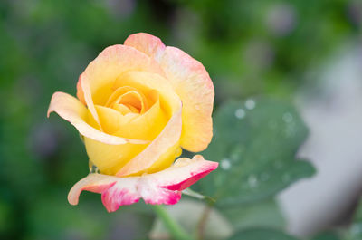 Close-up of rose flower