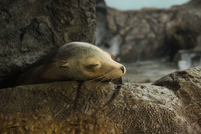 Close-up of sea lion on rock