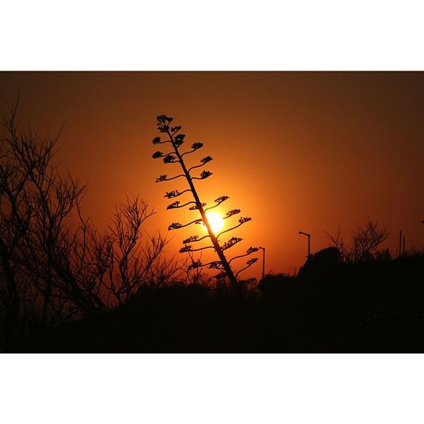 transfer print, sunset, auto post production filter, silhouette, copy space, clear sky, tranquility, beauty in nature, nature, tranquil scene, scenics, sky, plant, orange color, growth, dusk, idyllic, no people, outdoors, sun