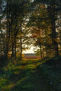 Trees in forest during autumn