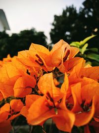 Close-up of orange flowers blooming outdoors