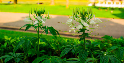 Flowers blooming in garden