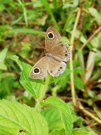 Close-up of butterfly on plant