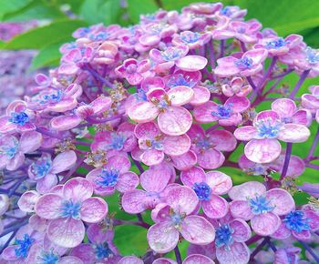 Close-up of purple hydrangea flowers