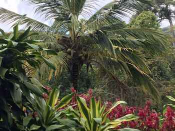 Low angle view of coconut palm tree against sky