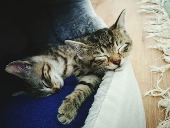 High angle view of kittens sleeping on carpet at home