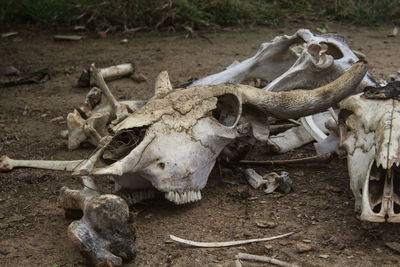 Skeleton of an ox outdoors