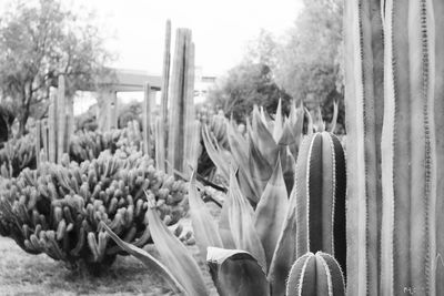 Close-up of succulent plants on field