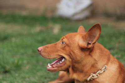 Close-up of a dog looking away