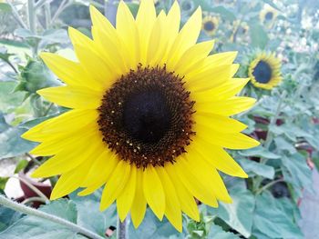 Close-up of sunflower