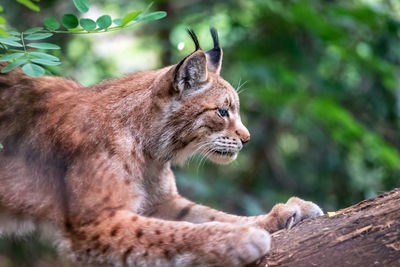 Close-up of a cat looking away