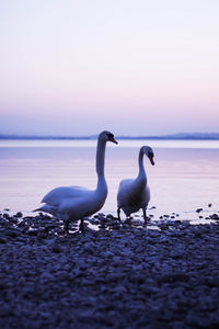 Seagulls on beach against sky during sunset