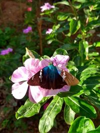 Close-up of butterfly pollinating on pink flower