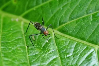 Close-up of insect on leaf