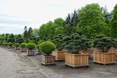 Bonsai trees in japanese garden against sky