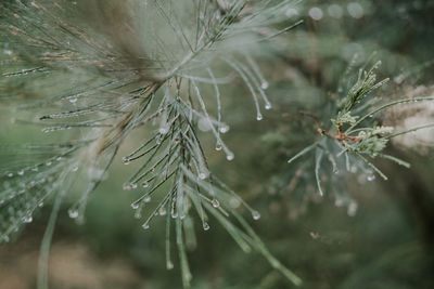 Close-up of raindrops on pine tree