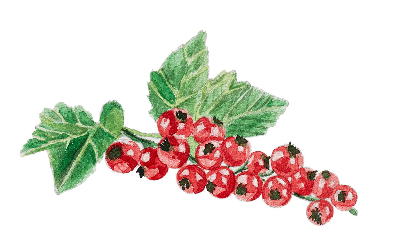 CLOSE-UP OF RED BERRIES ON PLANT AGAINST WHITE BACKGROUND