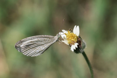 Close-up of butterfly pollinating on flower