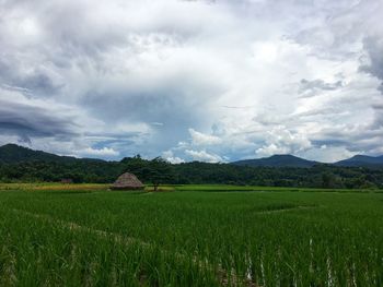 Scenic view of agricultural field against sky