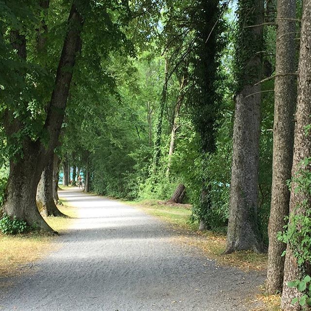 tree, the way forward, diminishing perspective, transportation, road, vanishing point, growth, tranquility, treelined, empty road, forest, nature, green color, empty, tranquil scene, tree trunk, long, street, footpath, sunlight