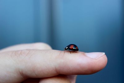 Close-up of insect on hand