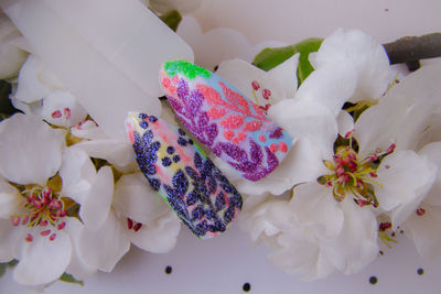 High angle view of pink flowering plant