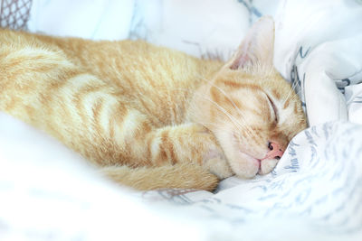 Close-up of ginger cat sleeping on bed