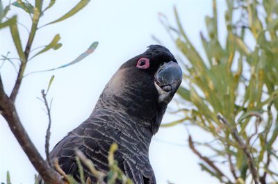 Close-up of bird perching on branch