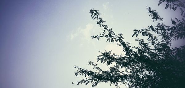 Low angle view of trees against blue sky