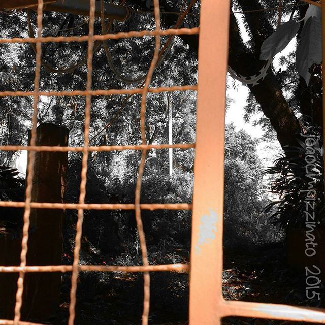 metal, text, fence, metallic, tree, full frame, built structure, safety, protection, architecture, pattern, security, western script, backgrounds, building exterior, day, communication, metal grate, close-up, wood - material