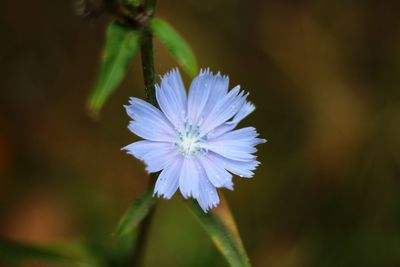 Close-up of white flower blooming outdoors