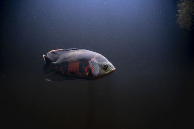 Oscar fish swimming under water on dark background