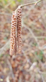 Close-up of plant against blurred background