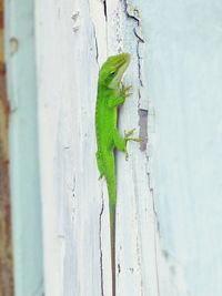 Close-up of lizard on wooden wall