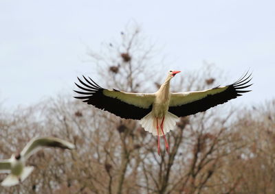 Low angle view of bird flying