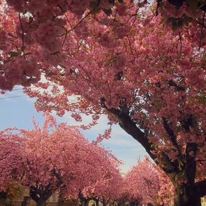 Low angle view of pink flowers