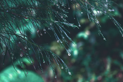 Close-up of raindrops on pine tree