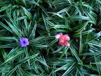 High angle view of pink flowering plant