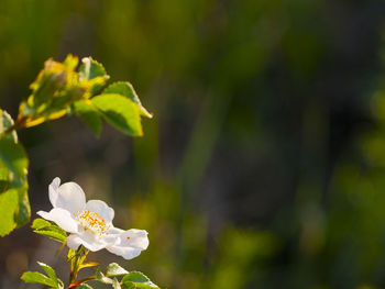 Close-up of plant