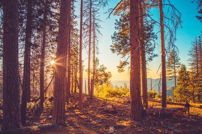 Trees in forest