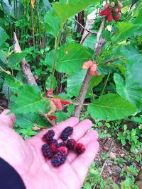 Cropped image of hand holding strawberry plant