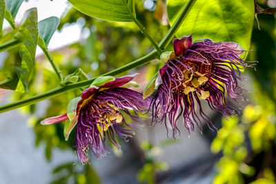 Passion fruit flowers when blooming in the plantation during the day