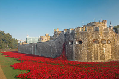 Poppies at blood swept lands and seas of red against clear sky