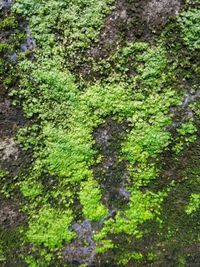 High angle view of moss growing on tree trunk