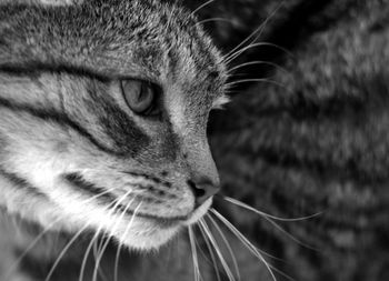 Close-up of a cat looking away