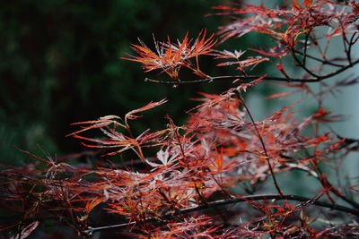 Close-up of dry leaves on tree