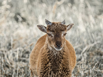 Portrait of deer standing on field