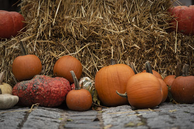 Close-up of pumpkins on hay