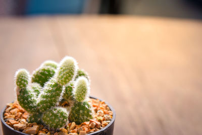 Close-up of cactus on table